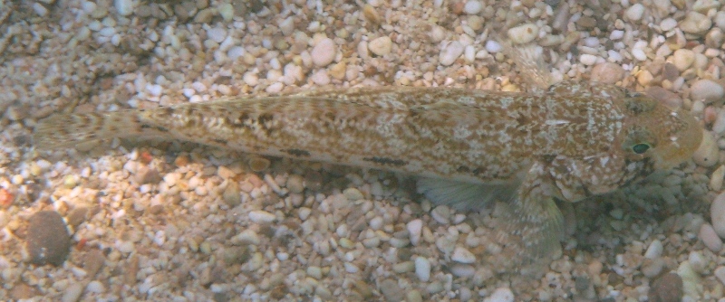 Gobius geniporus